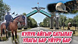 Кулук Айгыр сатылат Ош область 0772914108