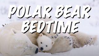 Polar Bear Cubs Sleeping Peacefully With Their Mother (ASMR relaxation)