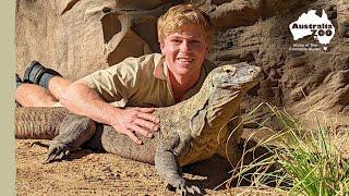 Robert & Indah our gorgeous komodo dragon | Irwin Family Adventures