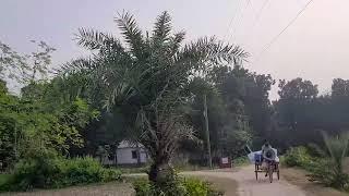 Rastar Majhe Khejur Gach | Village Bike Riding Vlog | Sky Music Bd