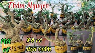 Thắm Nguyễn #0369298778 _7/9/2024_Sam to gốc quái mới về, sam huong, xã rẻ cần thang, hồng ngọc!