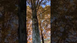 Metasequoia Tree Line in Shiga Prefecture