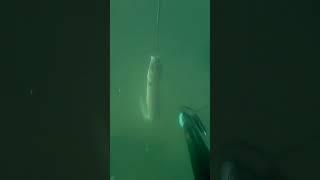 Captura  congrio  a 7,5 mts en las  rías baixas 