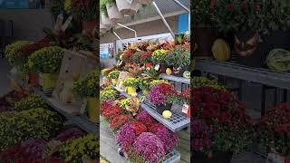 Yayy! They have already fall flowers at Lowe's#fallseason #SusanBaker