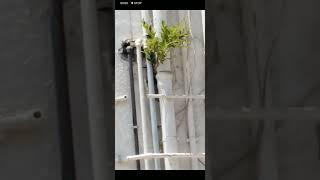 Tree In The Wall - What's Going On?