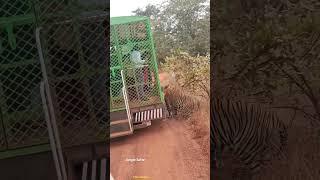 Naya Raipur jungle safari |Junglesafari | Raipur | Chhattisgarh |India