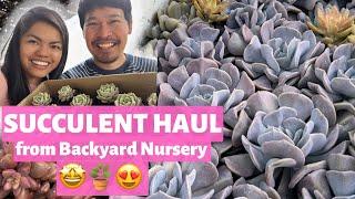 SUCCULENT HAUL from Backyard Nursery (Sooo Many pretty varieties!!! )