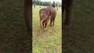 Wild Elephant