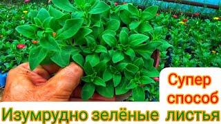 РАССАДА БУДЕТ ИЗУМРУДНОГО ЗЕЛЁНОЙ. От Петунии до Томатов. САМЫЙ ДЕШЁВЫЙ И САМЫЙ ДОРОГОЙ СПОСОБ.