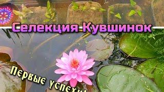 Селекция кувшинок. Первые успехи!    Selection of water lilies. The first successes!