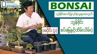 (bonsai)ဘွန်ဇိုင်းစတင်ပြုလုပ်မဲ့ ဝါသနာရှင်များအတွက် ဘွန်ဇိုင်းဗဟုသုတများ အပိုင်း (၃)