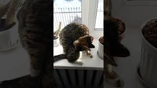Васькино утро    #кот #котейка #котеич #кисулькин #котовский #котэ