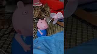 Котики  Много не бывает️#кошки