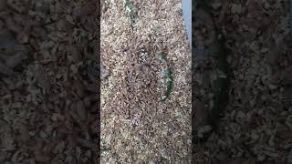 Black Soldier Flies will revolutionize how we reduce food waste.
