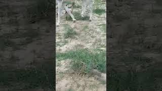 donkey mating amazingly