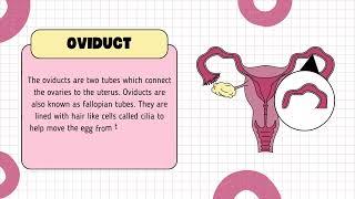 Female Reproductive System