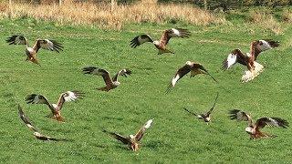 Red Kites Feeding at Gigrin Farm in Wales - Filmed in Slow Motion