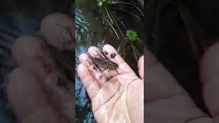 ikan wader dalam lumpur#shotrs