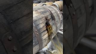 Whisky from barrel to bottle // #cask #bar #whiskey shorts#musafir 