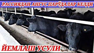 УЙ ШАРОИТИДА АНГУС МОЛАРИ МАНА ҚАНДАЙ БОҚИШ КЕРАК.