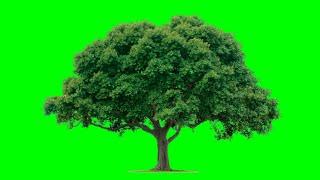 Green screen effect tree best