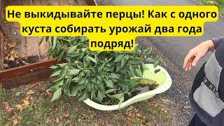 Не выбрасывайте кусты перцев! Уловка для нового урожая!