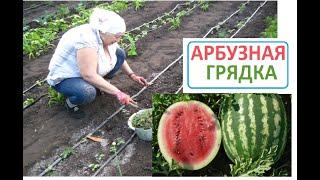 АРБУЗНАЯ ГРЯДКА прополка и рыхление почвы это сухой полив