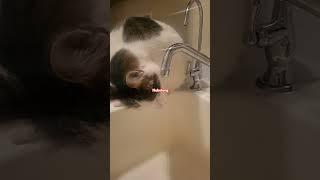 Бонифаций делится опытом #catlovers #cat