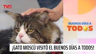 "Moscú", el famoso gato gigante visitó el "Buenos Días a Todos" | Buenos días a todos