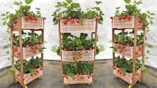 No garden - Idea for growing a vertical strawberry garden from a plastic basket at home