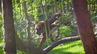 Tiger Explores New Habitat | Dallas Zoo