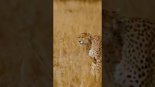 Cheetah vs Falcon  #wildanimals #factsinhindi #youtubeshorts #browsefeatures #shortsfeed #falcon