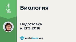 Разбор задания 7 ЕГЭ 2016 по биологии