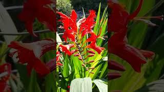 Amazingly beautiful Devil's Red Lucifer Crocosmia! #crocosmia #gladiolus #Iris #bulb #coppertips