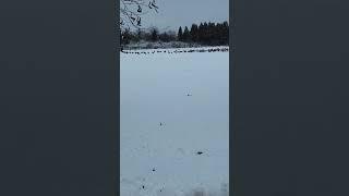 #duck  #snowfall #chicagoweather #usa  # snowballing