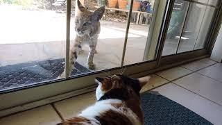 Bobcat Mom Confronts Domestic Cat