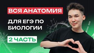 ВСЯ АНАТОМИЯ ДЛЯ ЕГЭ ПО БИОЛОГИИ | ЧАСТЬ 2 | NeoFamily