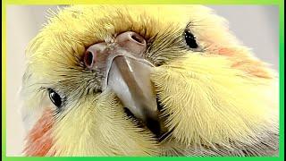 This Will Entertain Your Bird The Bird Sanctuary | 1hr of Happy Singing