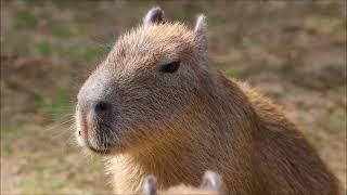 3 Hours of Capybara Sniffing, Winking Ears, and Flapping Fun!