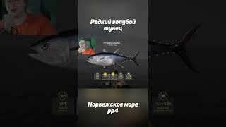 Редкий голубой тунец на Норвежском море