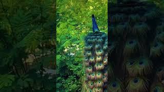 #wildlife #peacock #viral #youtubeshorts #trending