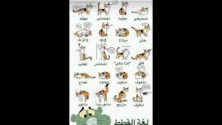 لغه القطط