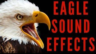 EAGLE SOUND EFFECTS - Eagle Sounds| Maktub_ytv