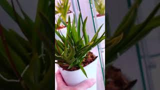 The secret to a thriving Orchid is..  #orchids #orchidculture #flowers #bloomorchids #plants