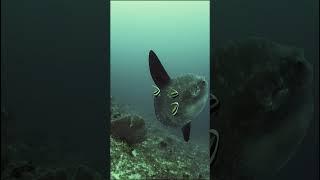 Unreal fish #shorts #shortsvideo #shortvideo #youtube #molamola #scubadiving