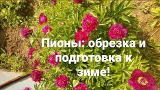 Пионы. Обрезка и подготовка пионов к зиме.