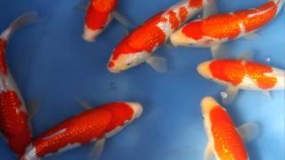 Sakai (Yamamatsu Koi Farm) Tosai Tateshita Gin Rin Kohaku