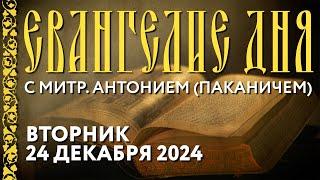 Толкование Евангелия с митр. Антонием (Паканичем). Вторник, 24 декабря 2024 года.