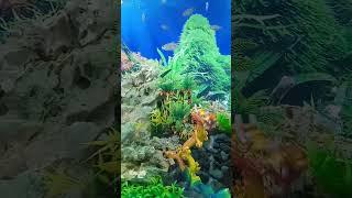 #Hiburan#mata#Aquascape