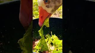 Crispy Lettuce Leaves: Goose and Ducks Get a Fresh Treat #duck #goose #ducklings